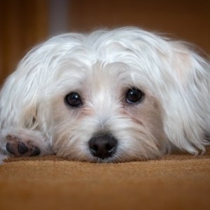 maltese-puppies-for-sale-VA