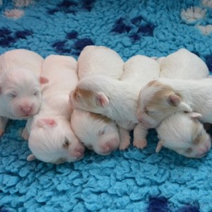 havanese-maltese-puppies-for-sale