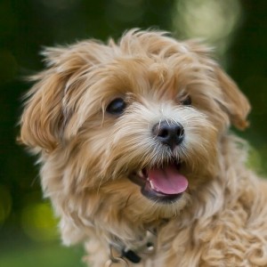 maltipoo-puppies-for-sale-VA