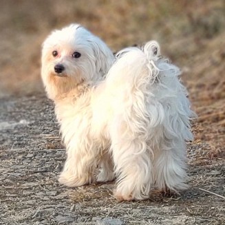maltese-dog