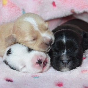 puppies-for-sale