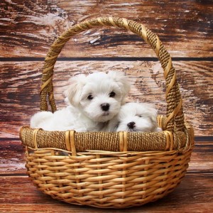 maltese-puppies-for-sale-va