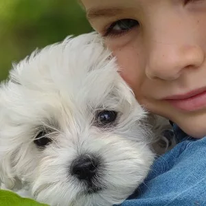 maltese-puppies-for-sale