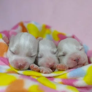 puppies-for-sale