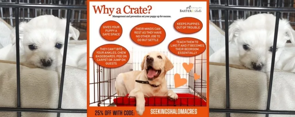 crate-trained-puppies