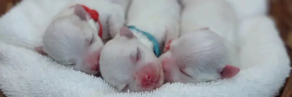 havanese-maltese-puppies-for-sale-va