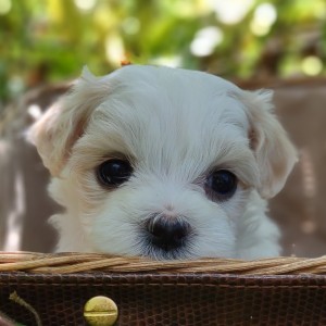 havanese-maltese-breeder