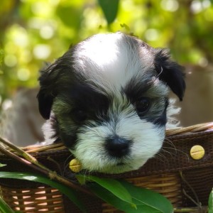 havanese-maltese-puppies-for-sale-va
