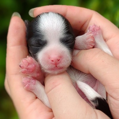 havanese-puppies-for-sale