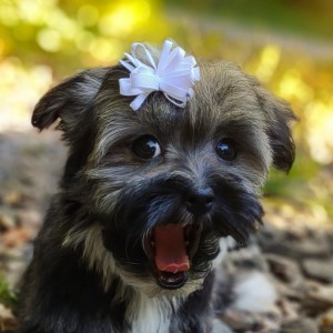 havanese-maltese-puppies-for-sale