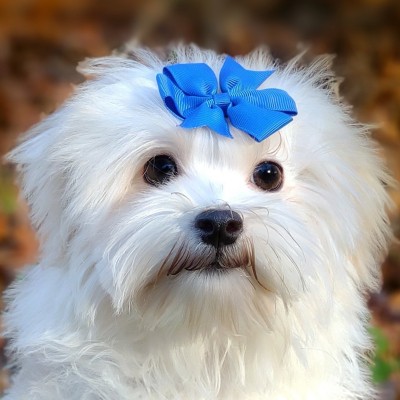 havanese-maltese-puppies-va
