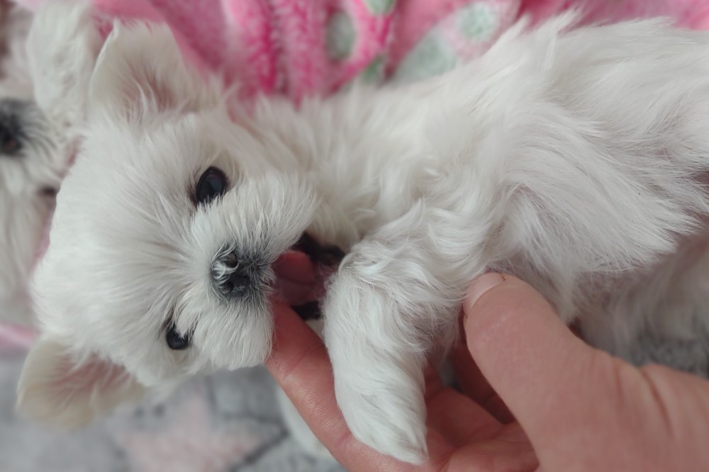 Past Korean Maltese Puppy from Cosmo