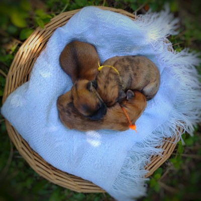 puppies-for-sale