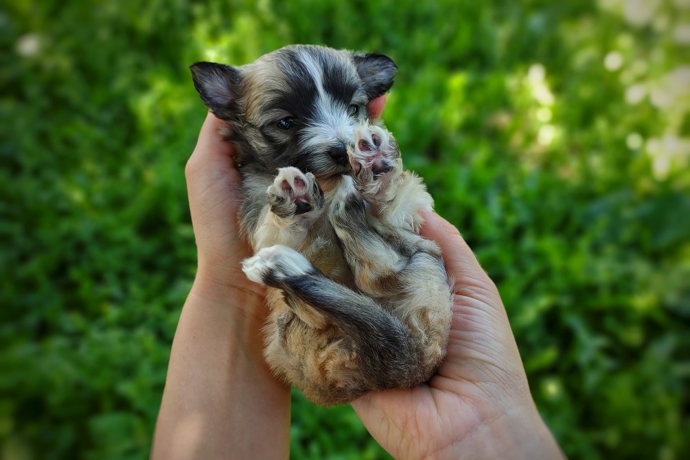 sweet teddybear morkie puppy for sale - thick fluffy coat 