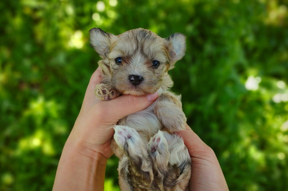 little baby morkie in hands