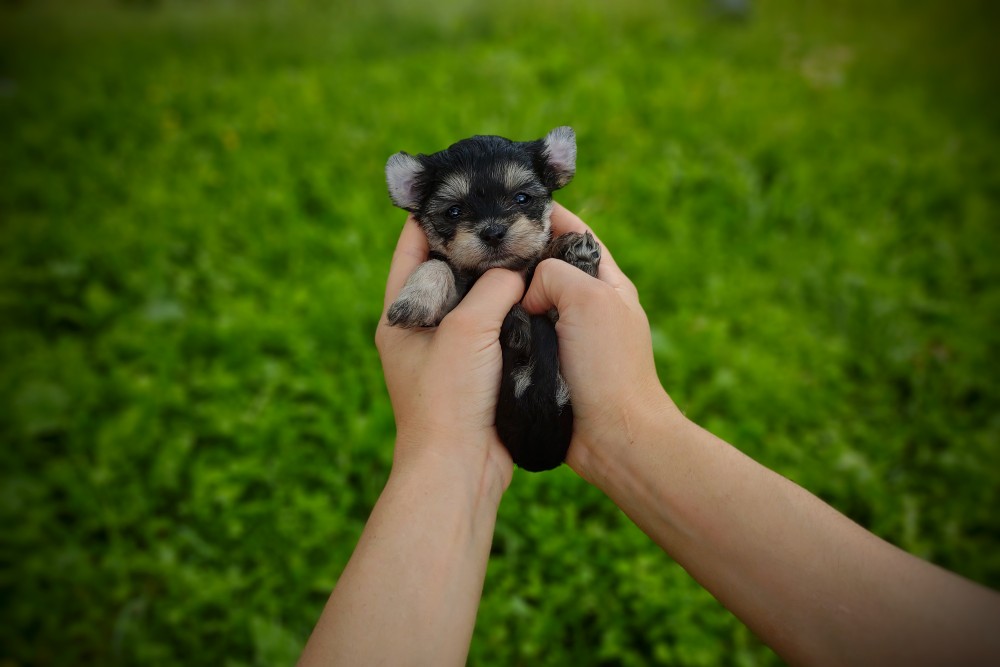 babydoll face morkiepoo puppy in hands photo