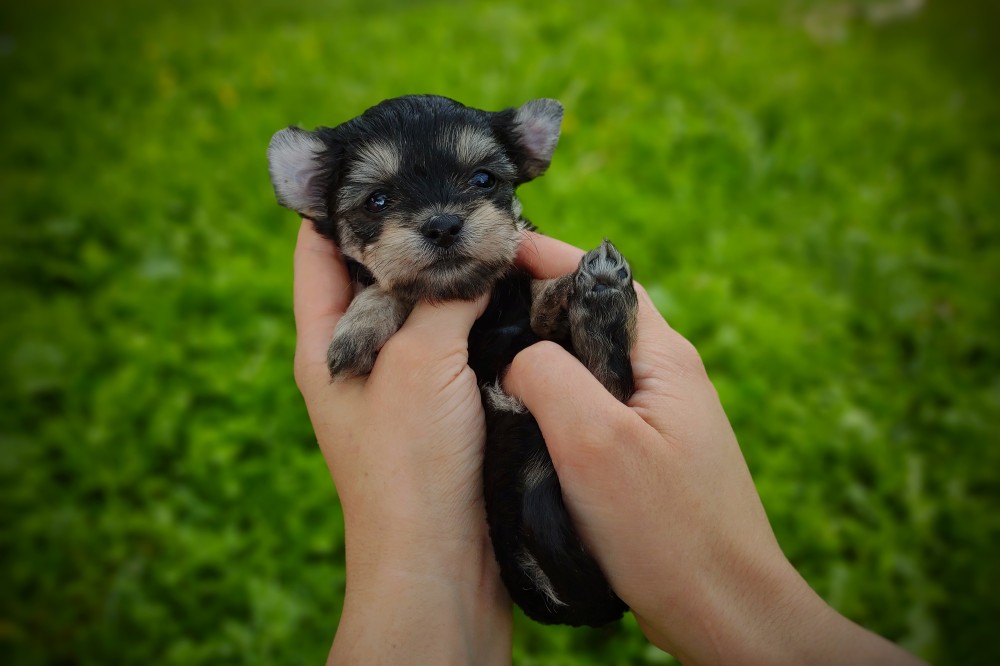 little black morkie mix