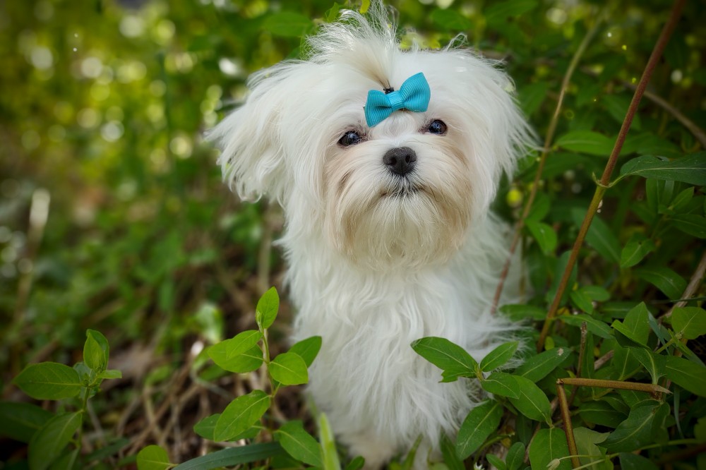 maltese-breeder