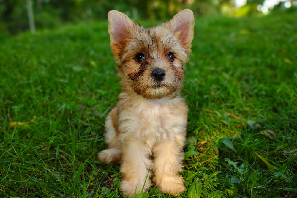 blue eyed morkiepoo puppy for sale