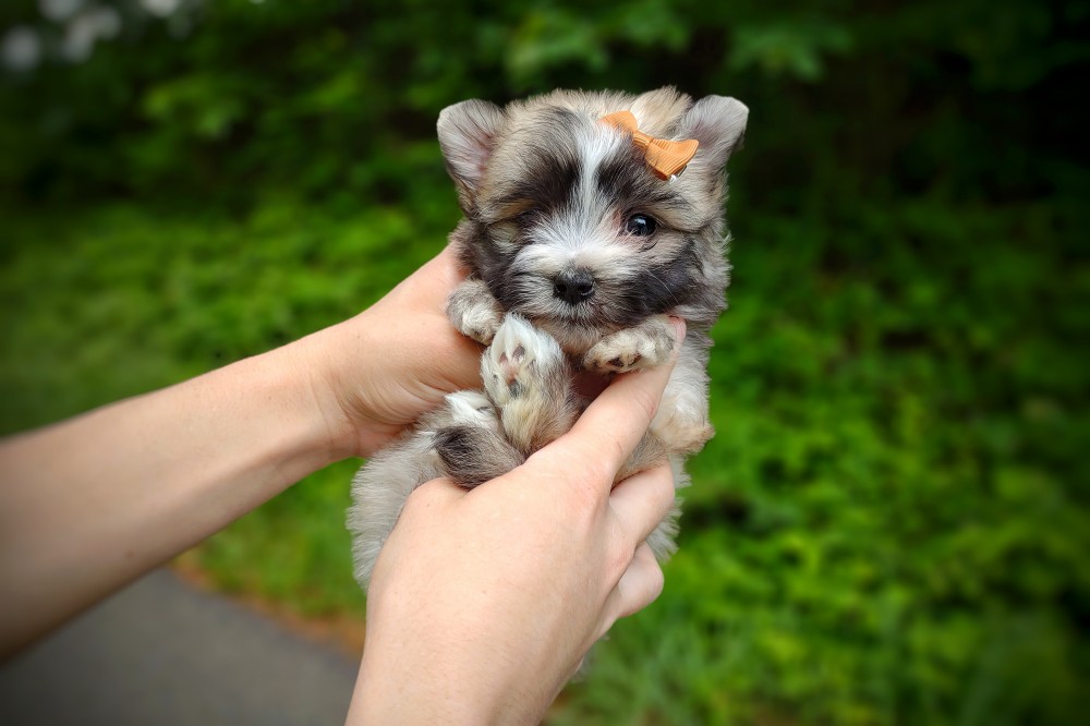tiny morkie puppy photo in hands