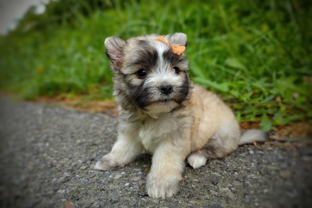 cute fluffy puppy with a bow - tiny morkie puppy