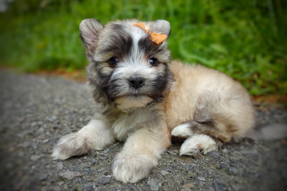 Example of a Cream Sable Puppy