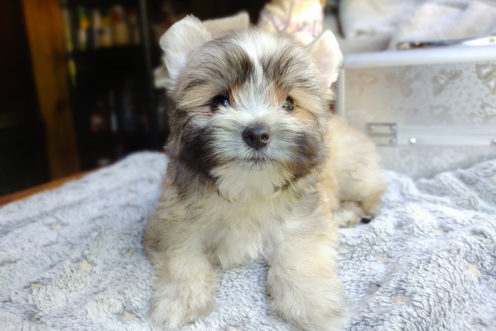 cute teacup morkie - sable puppy with a mask