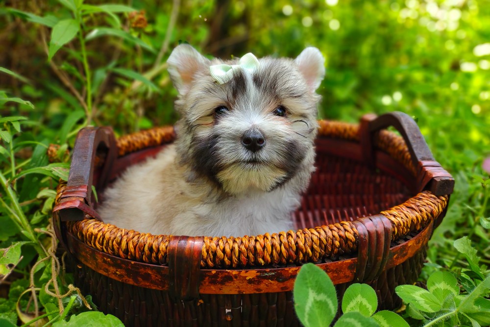 cute morkie puppy in a basket
