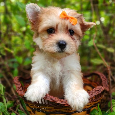 maltese-shih-tzu