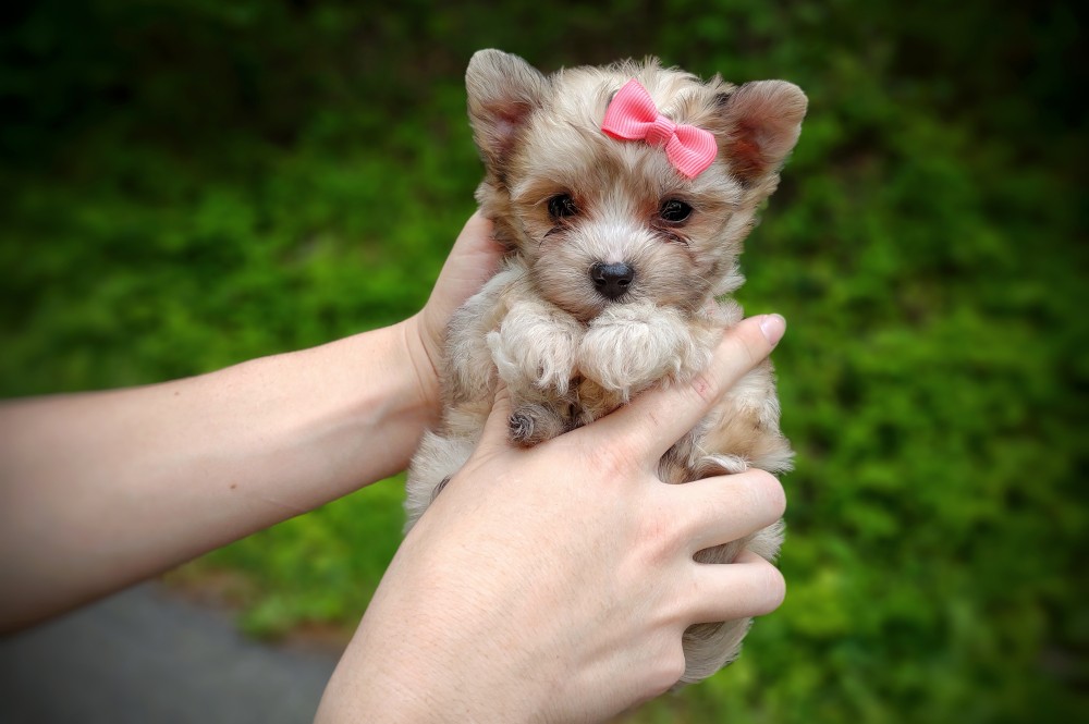 beautiful cream merle morkie puppy in hands