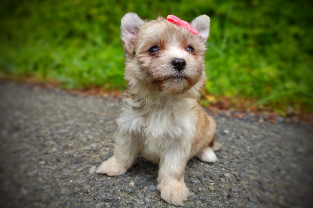 rare cream merle yorkie puppy - yorkie mix puppy