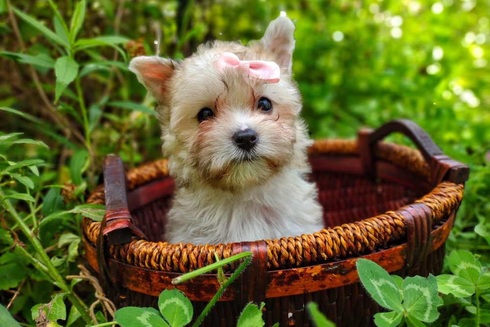 adorable rare merle morkie for sale va