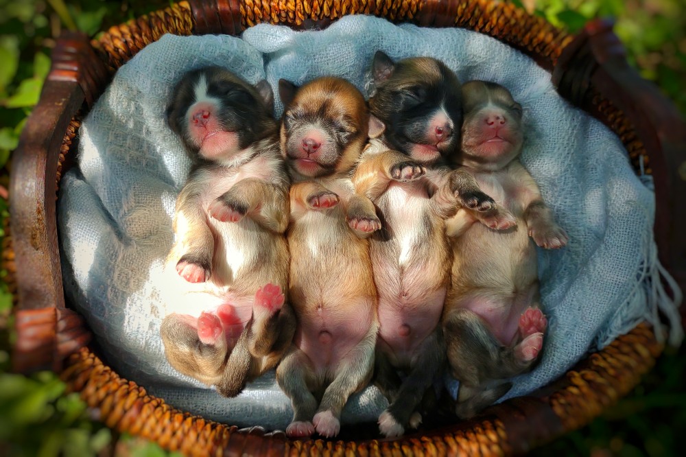 puppies-for-sale