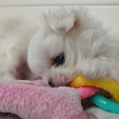 maltese