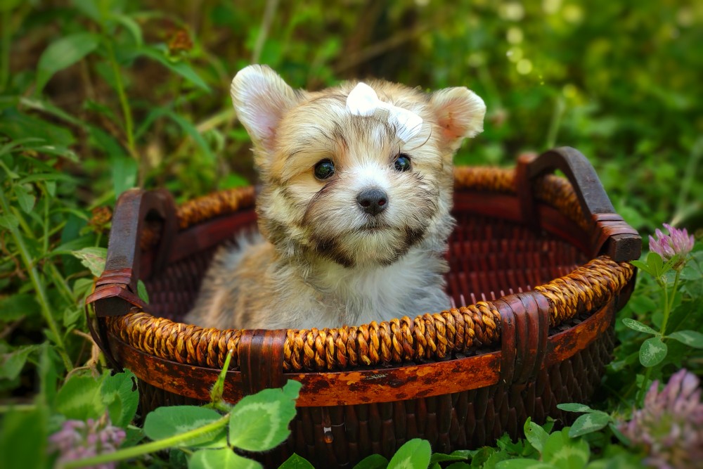 rare morkie puppy for sale in a basket