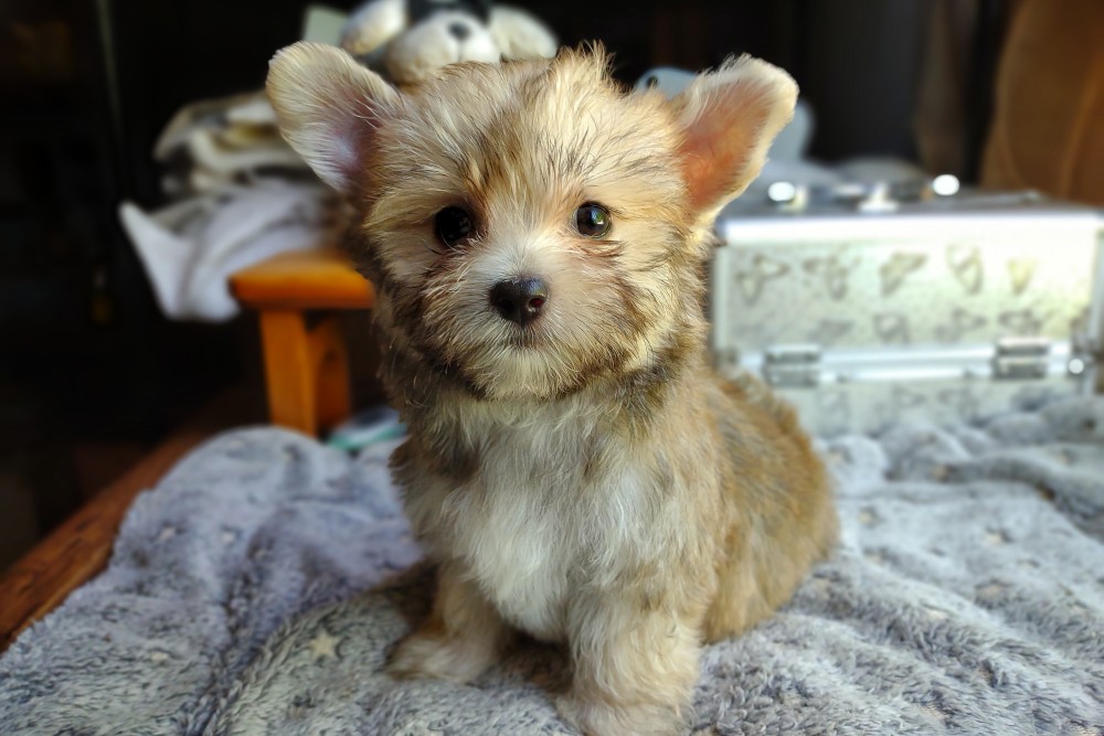 tiny teacup morkie - exotic morkie puppy for sale