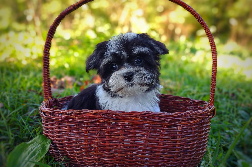 havamalt-breeders-near-me