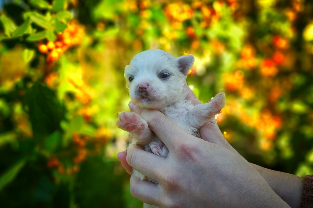 maltipoo