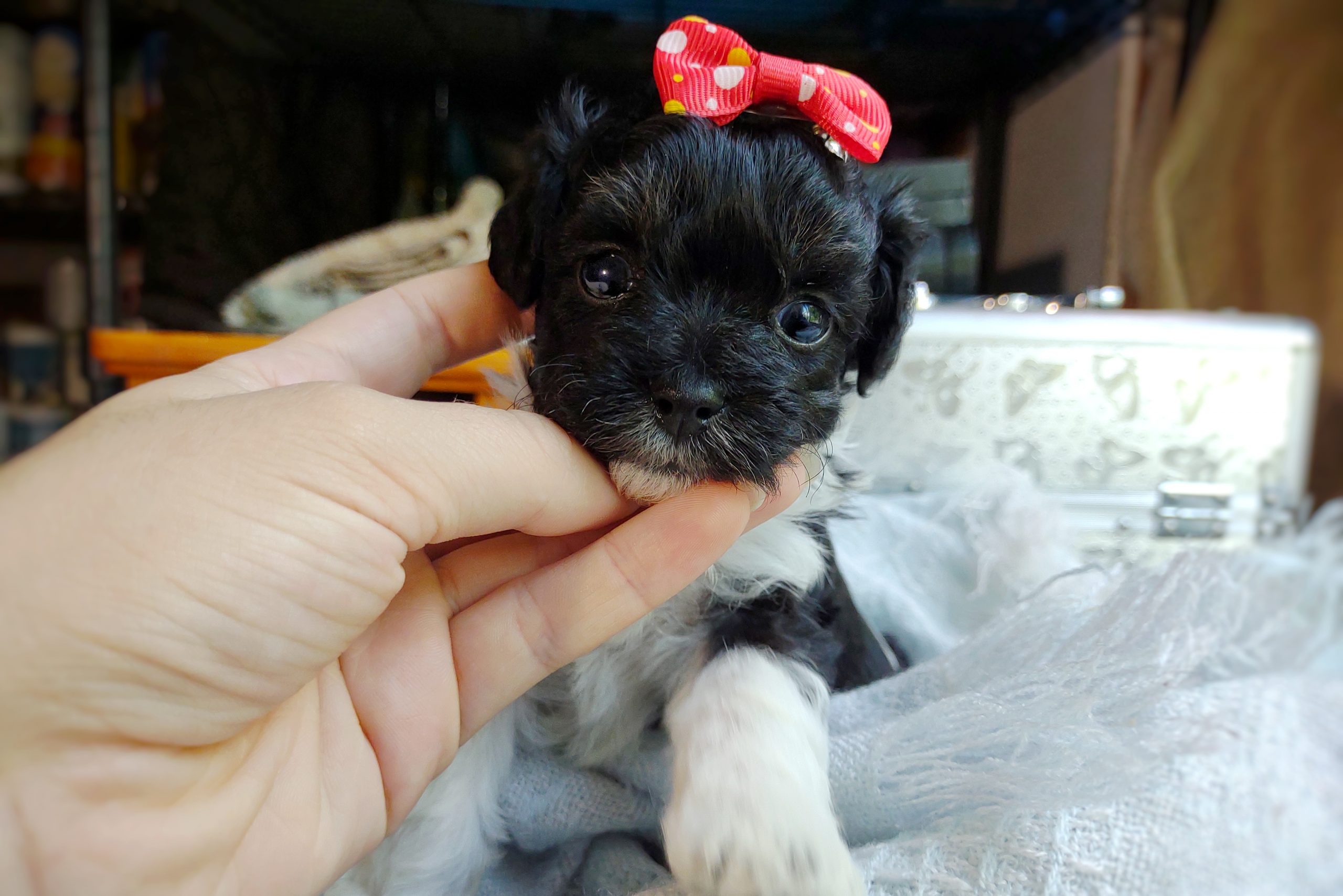 black and white maltipoo