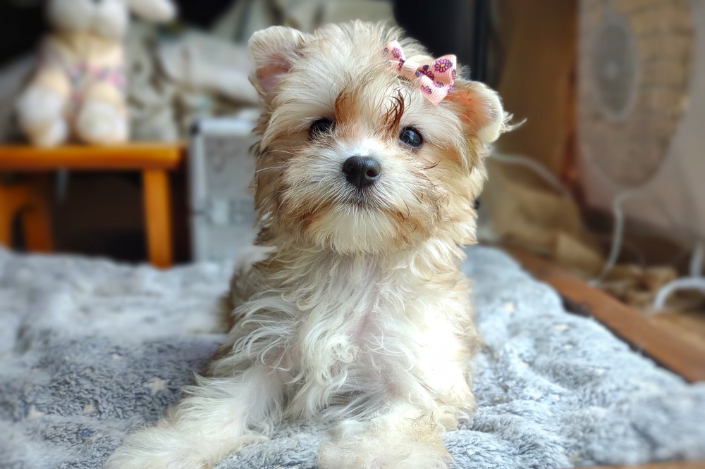 exotic cream sable merle morkie puppy