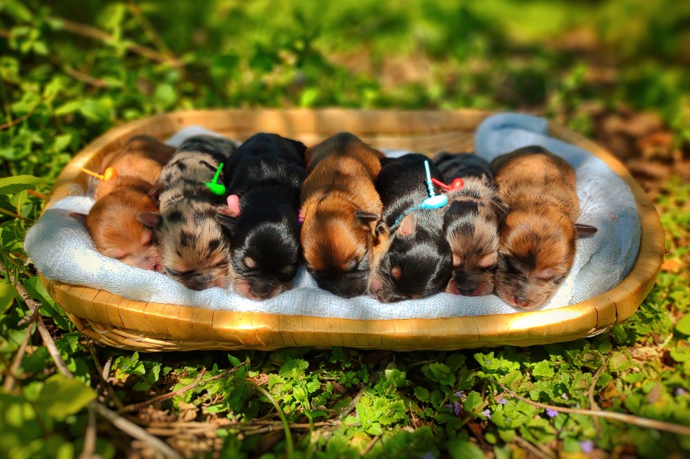 colorful litter of puppies - newborn morkiepoo litter photoshoot
