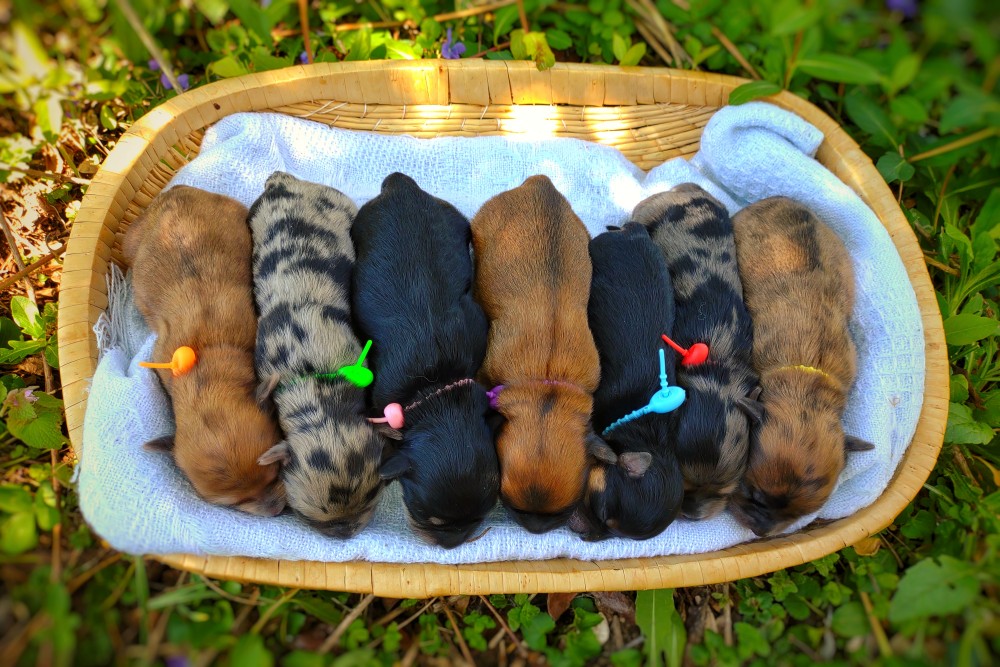 rare litter of morkiepoo puppies - seven puppies in a basket