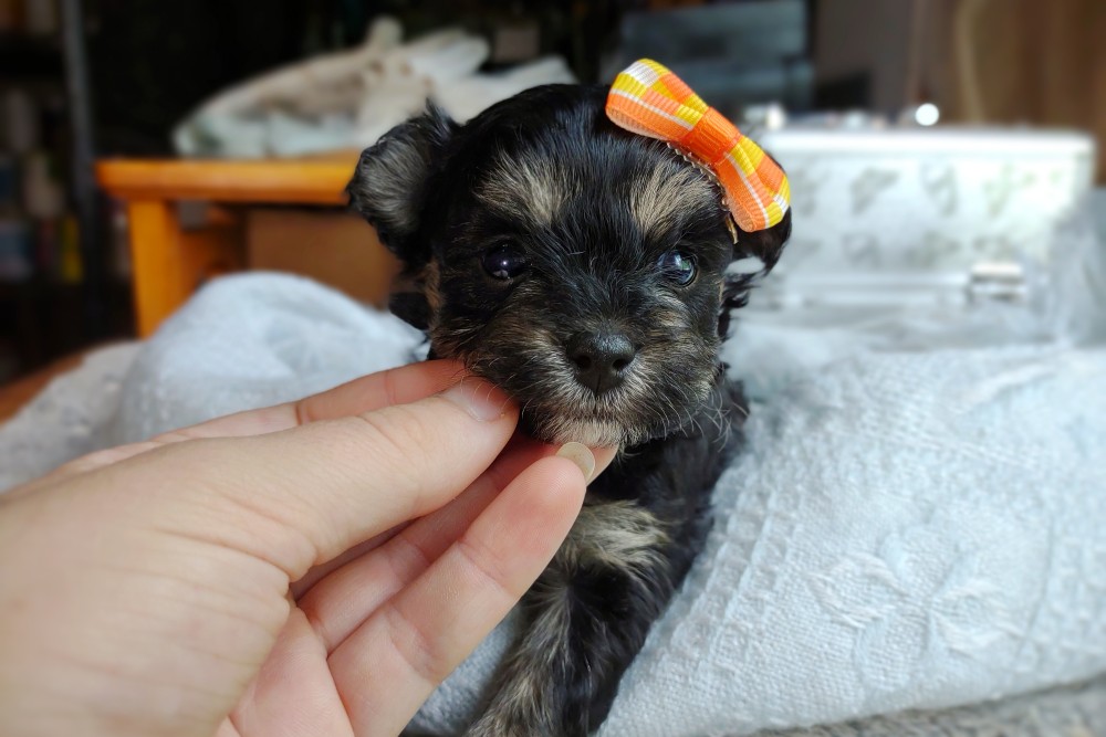3 week old maltipoo puppy - cute puppy with a bow