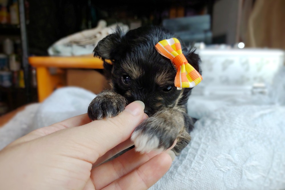 cute puppy holding a hand - colored maltipoo puppy for sale
