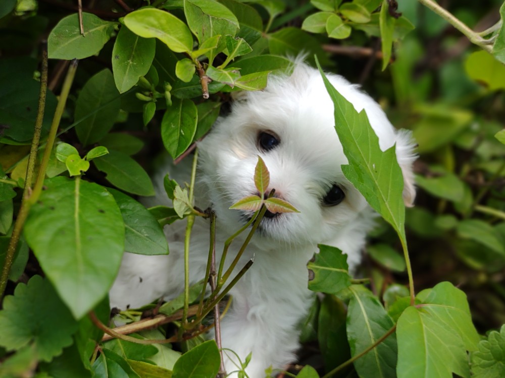 havanese-puppies-for-sale