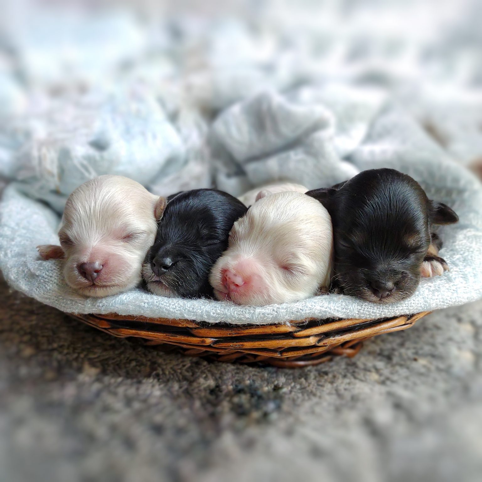 maltipoo puppies in a basket - newborn photo of korean maltipoo puppies for sale