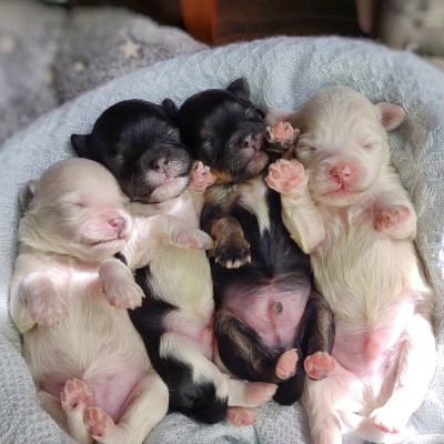 maltipoo-puppies-for-sale