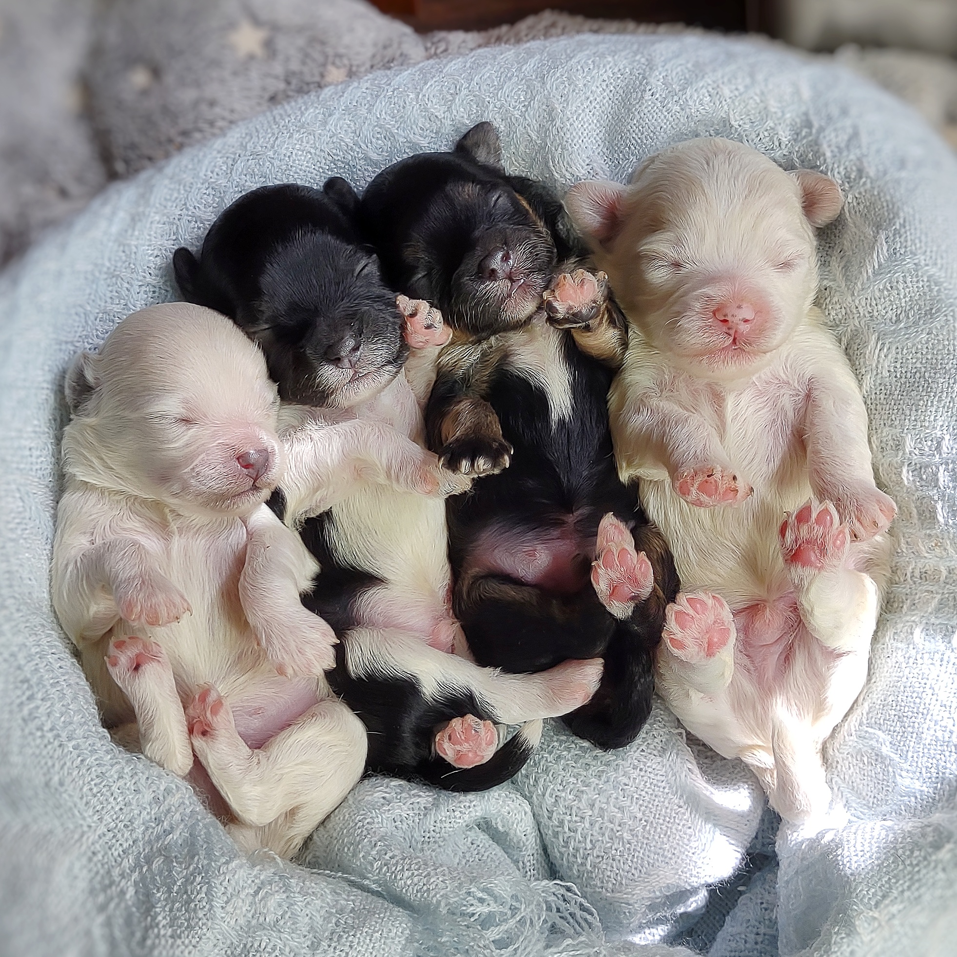 newborn maltipoo photo - newborn litter of maltipoo puppies