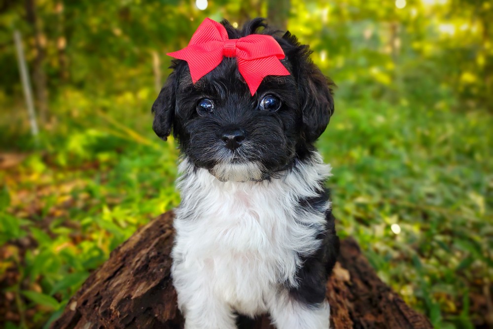 rare brindle maltipoo