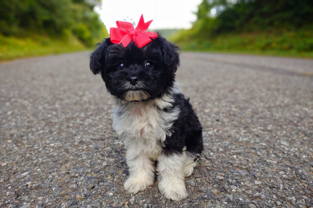 teddybear maltipoo puppy for sale - brindle colored puppy